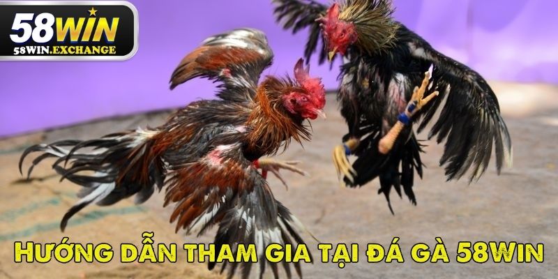 Chi tiết các bước tham gia tại sảnh đá gà của nhà cái 58Win