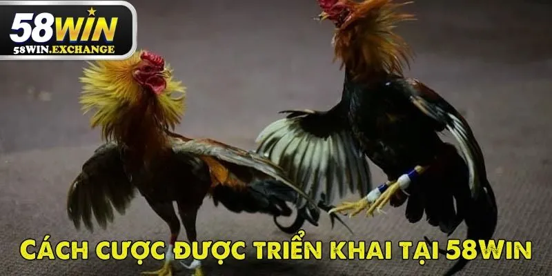Luật thi đấu và quy tắc cá cược đá gà cựa dao tại 58Win